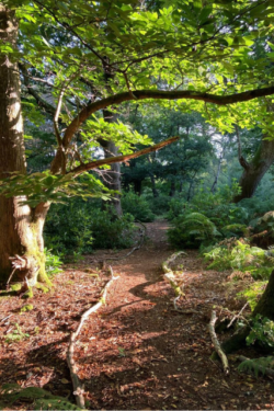 image of forest pathway in new forest